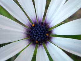 flower closeup_4c25065833607